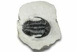 Hollardops Trilobite Fossil - Ofaten, Morocco #311129-2